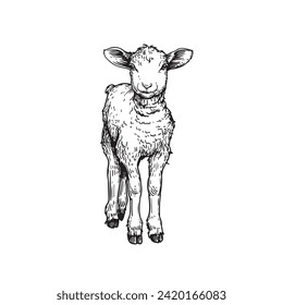 Hand drawn cute little lamb sheep. Sketch style farm domestic animal. Vector illustration isolated on white.