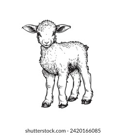 Hand drawn cute little lamb sheep. Sketch style farm domestic animal. Vector illustration isolated on white.