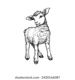 Hand drawn cute little lamb sheep. Sketch style farm domestic animal. Vector illustration isolated on white.