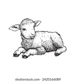 Hand drawn cute little lamb lying. Sketch style farm animal. Easter symbol. Vector illustration isolated on white.