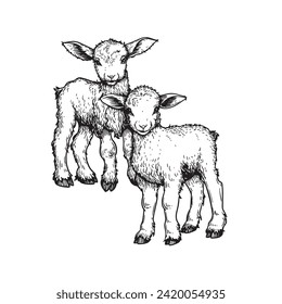 Hand drawn cute little lambs. Sketch style farm animal. Vector illustration isolated on white.