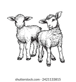 Hand drawn cute little lambs. Sketch style farm animal. Vector illustration isolated on white.