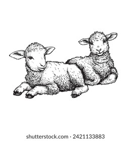 Hand drawn cute little lambs lying. Sketch style farm animal. Easter symbol. Vector illustration isolated on white.