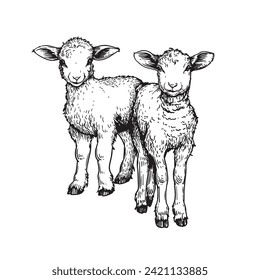 Hand drawn cute little lambs. Sketch style farm animal. Vector illustration isolated on white.