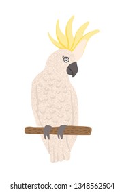 Hand drawn cute parrot cockatoo isolated on white background. Tropical australian bird. Vector illustration.