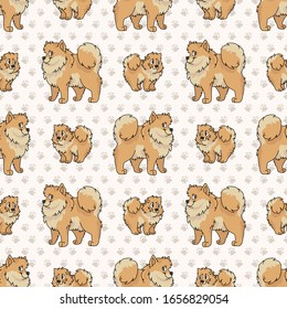 Hand drawn cute pomeranian and puppy breed dog seamless vector pattern. Purebred pedigree domestic dog on paw background. Dog lover spitz pet all over print. Kennel pooch. EPS 10. 