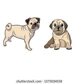 Hand drawn cute pug on a white background. 