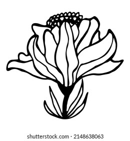 Hand drawn cute single doodle flower in bloom. Vector illustration isolated on white background. Gardening season concept.