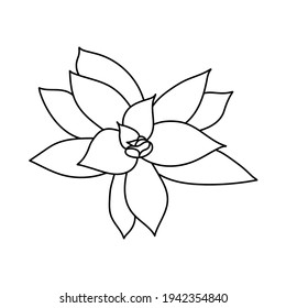 Hand drawn cute succulent in style doodle. graphic sketch home flower graptoveria. Vector illustration, isolated elements on a white background.