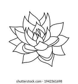 Hand drawn cute succulent in style doodle. graphic sketch home flower echeveria agavoides. Vector illustration, isolated elements on a white background.