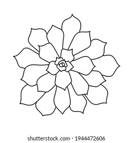 La mano dibujó lindo suculento doodle de estilo. boceto gráfico de la flor del hogar Pulidonis. Ilustración vectorial, elementos aislados en un fondo blanco.