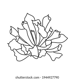 Hand drawn cute succulent in style doodle. graphic sketch home flower Trumpet pinky. Vector illustration, isolated elements on a white background.