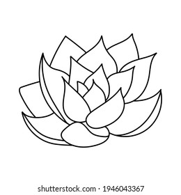 La mano dibujó lindo suculento doodle de estilo. boceto gráfico de la flor del hogar Echeveria Orpet. Ilustración vectorial, elementos aislados en un fondo blanco.