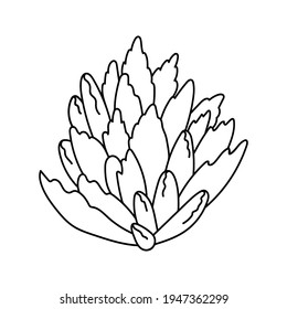 La mano dibujó lindo suculento doodle de estilo. boceto gráfico de la flor del hogar Kalanchoe tomentosa. Ilustración vectorial, elementos aislados en un fondo blanco.
