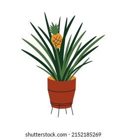 Hand dibujó una linda ilustración de verano de cultivo de piña o ananas en olla. Frutos vectoriales planos en un estilo de doodle de color sencillo. Icono o impresión tropical exótico de la planta residencial. Aislado sobre fondo blanco.