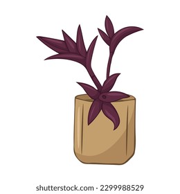 Hand drawn cute summer illustration of Setcreasea purpurea in pot. Flat vector home plant Isolated on white background.
