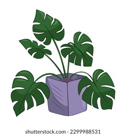 Hand drawn cute summer illustration of growing monstera in pot. Flat vector home plant Isolated on white background.