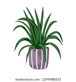 Hand drawn cute summer illustration of growing chlorophytum in pot. Vector simple colored doodle style.Home plant icon