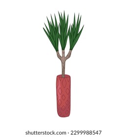 Hand drawn cute summer illustration of growing dracaena in pot. Vector simple colored Home plant icon.