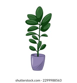 Hand drawn cute summer illustration of growing ficus in pot. Flat vector home plant Isolated on white background.