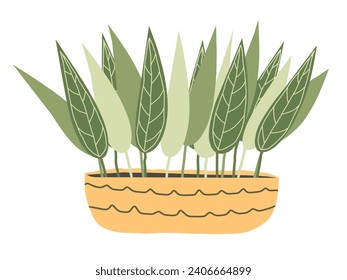 Dibujó la mano una linda ilustración vectorial del cultivo de la planta doméstica en la olla. Dibujo plano en un estilo de doodle de color sencillo. Icono, pegatina o impresión de la planta de hogar exótica tropical. Aislado sobre fondo blanco.
