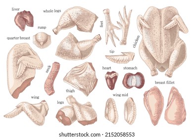 Hand drawn cutting Poultry meat elements set