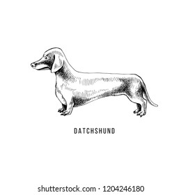 Hand drawn dachshund. Vector illustration in retro style