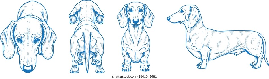 Hand Drawn Dachshund Vector Illustration with Front, Back, Side and Top Views in Clean Line Art Style for Pet Design, Dog Anatomy Reference, Breed Study, and Minimal Animal Graphics

