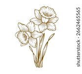 Hand Drawn Daffodil Flower. Daffodil Flower Engraving Line Art Illustration