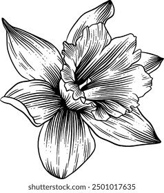 Hand drawn Daffodil Flower Sketch Illustration