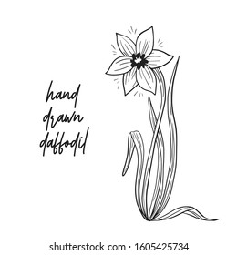 Hand drawn daffodil spring flower. Spring came. Element composition for spring illustrations. Gift for women's day, mom's day, birthday.1