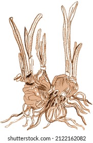 Mano dibujó daffodils. Los daffodils están dibujados con tiza roja y yo hice una revisión digital.