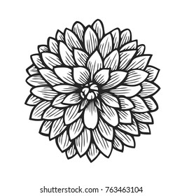 Hand drawn Dahlia, flower floral engraving vector illustration. Black flower on white