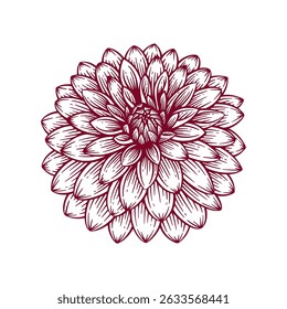 Hand Drawn Dahlia Flower. Dahlia Flower Line Art Engraving Illustration