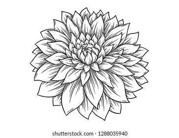 Hand drawn Dahlia flower. Vector illustration
