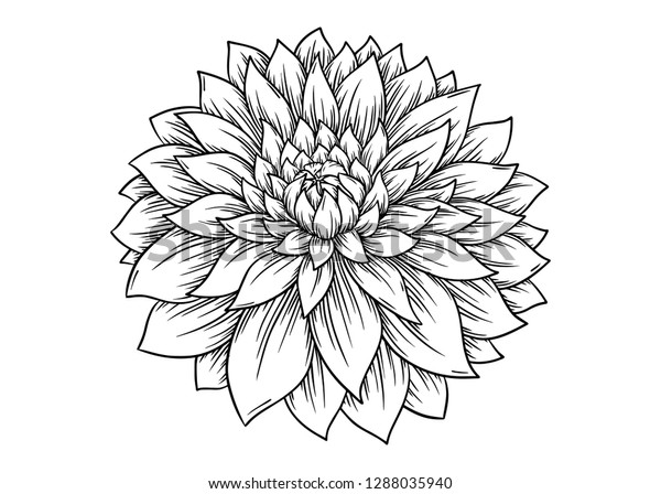 Hand Drawn Dahlia Flower Vector Illustration Stock Vector (Royalty Free ...