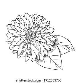 Hand Drawn Dahlia flowers Black and white drawing with line-art on white backgrounds.
