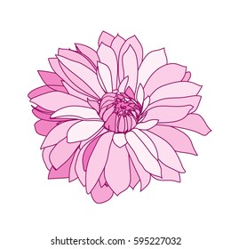 hand drawn dahlia. isolated vector flower. graphic drawing