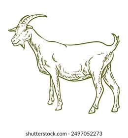 hand drawn dairy goat with horns on separate white background