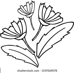 hand drawn daisies and leaves bouquet. composition in a simple liner style. Scandinavian black and white style