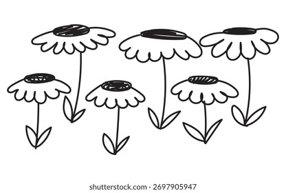 Hand drawn daisies on a white background.