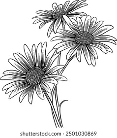 Hand drawn Daisies Sketch Illustration