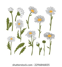 Hand Drawn Daisy Flower Cartoon Illustration. A simple flower on white background. Vector illustration.