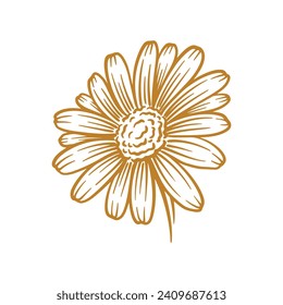 Hand drawn daisy flower. Floral botany line art vector illustration