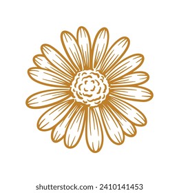 Hand drawn daisy flower. Floral botany line art vector illustration