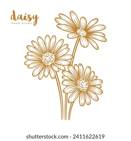 Hand drawn daisy flower. Floral botany line art vector illustration