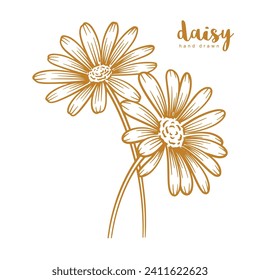 Hand drawn daisy flower. Floral botany line art vector illustration