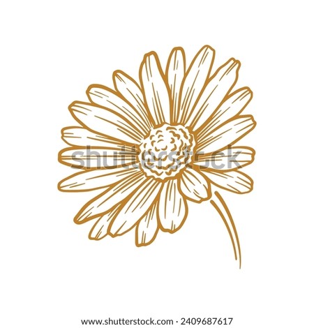 Hand drawn daisy flower. Floral botany line art vector illustration