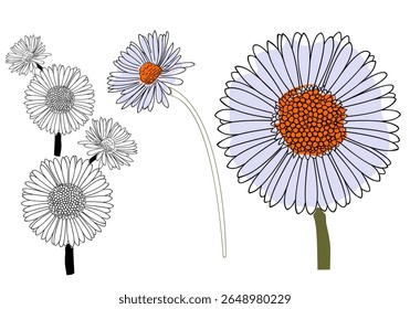 Hand Drawn Daisy Flower Illustration with Colored and Outline Petals for Botanical Art Floral Design and Nature Decoration