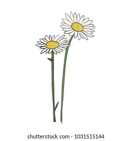 Hand drawn daisy flower, vector